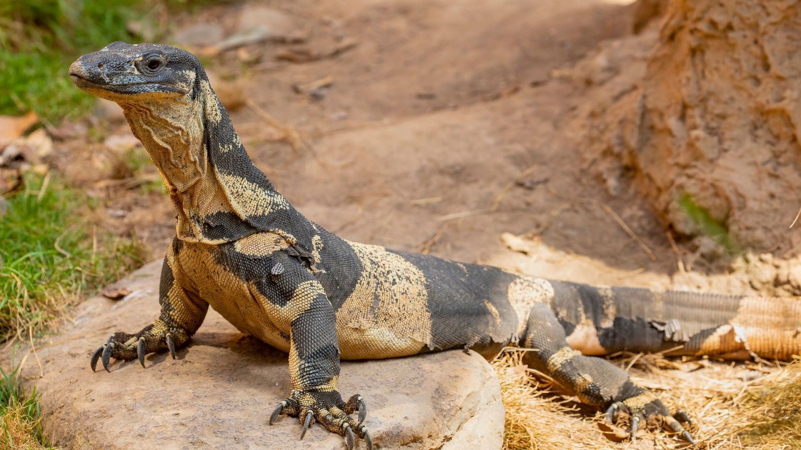 Animales extraordinarios de Australia - Episodio 20: Talentoso - Animales extraordinarios de Australia | Ver