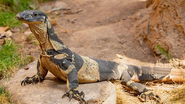 Animales extraordinarios de Australia - Talentoso