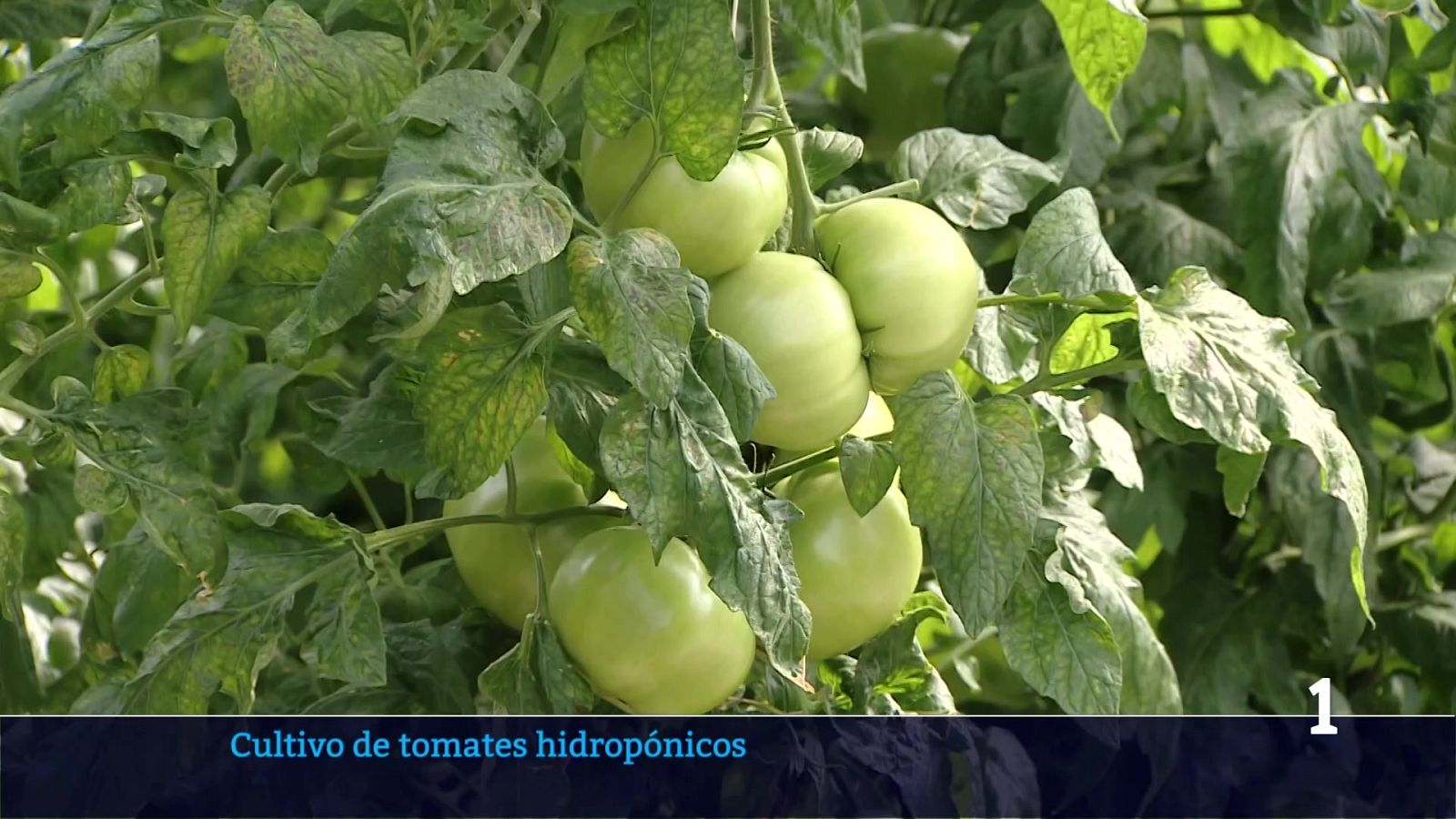 Informativo Telerioja - 19/05/26 | Ver