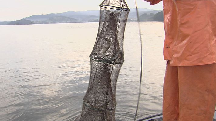 Telexornal - Galicia - A campaña da anguía comeza con capturas irregulares