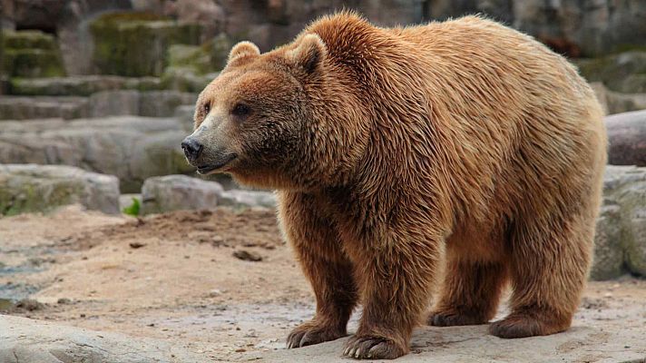 Curiosidades naturales de David Attenborough - Animales Frankesteins