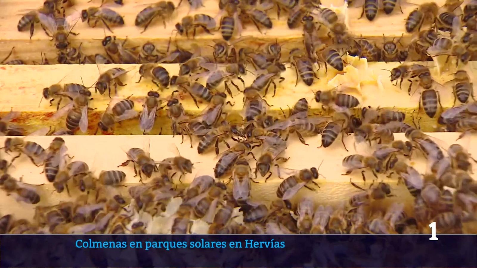 Informativo Telerioja - 20/05/26 | Ver