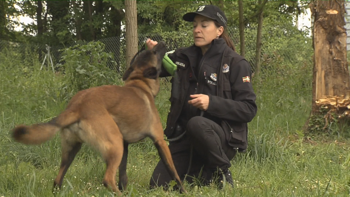 Telenorte - País Vasco - La Ertzaintza busca en el centro de protección animal de Vitoria perros para su unidad canina Categoría principal