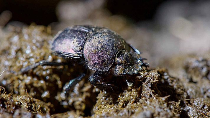 Curiosidades naturales de David Attenborough - Encontrando el camino