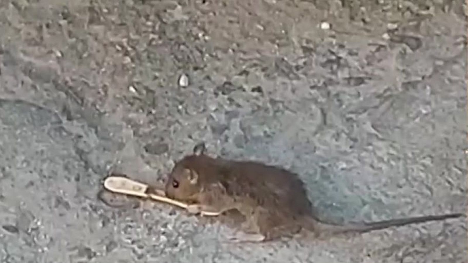 "Las ratas poni han tomado el barrio" - Mañaneros 360 | Ver