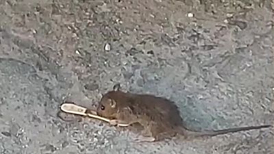 "Las ratas poni han tomado el barrio"