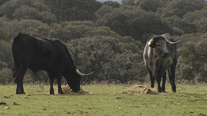 Noticias de Castilla y León - El sector vacuno debate en Salamanca sobre Mercosur y el futuro del talento joven