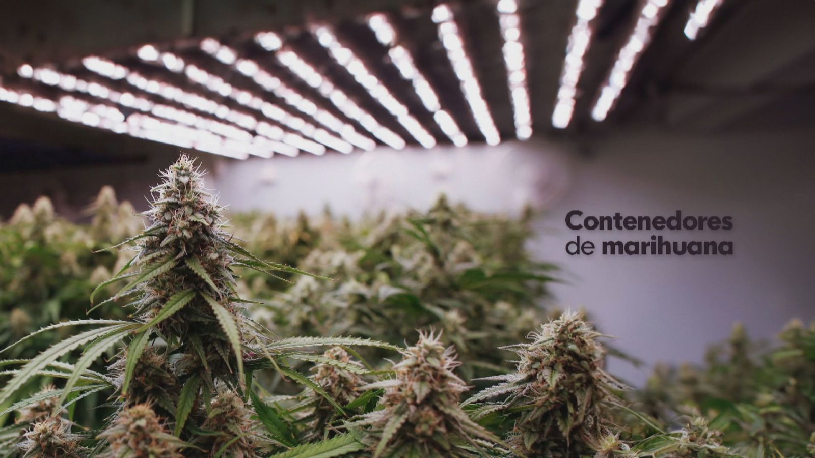 Contenedores de Marihuana - Noticias Andalucía | Ver