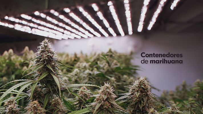 Noticias Andalucía - Contenedores de Marihuana