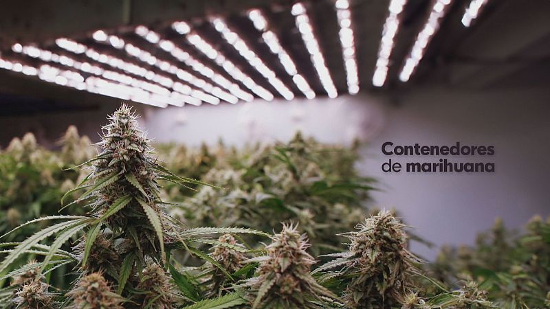 Contenedores de Marihuana - Noticias Andalucía | Ver