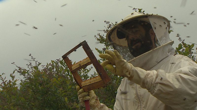 La Abeja Negra, una fábrica de reinas en Cantabria - TeleCantabria | Ver