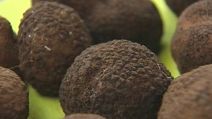 Telediario 1 - Congreso mundial sobre la trufa