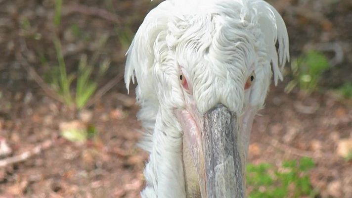 Aquí la Terra - Olors de l'Empordà, aigües fecals i pa