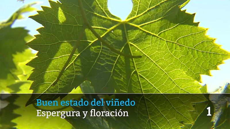 Telerioja en 2' - 22/05/26 | Ver