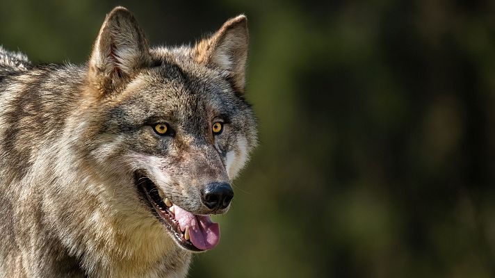 Panorama Regional - Continúan las reuniones con los sindicatos agrarios sobre el nuevo plan del lobo