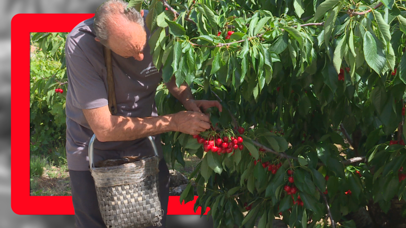 Recogida de la cereza en el Valle del Jerte - Noticias de Extremadura | Ver