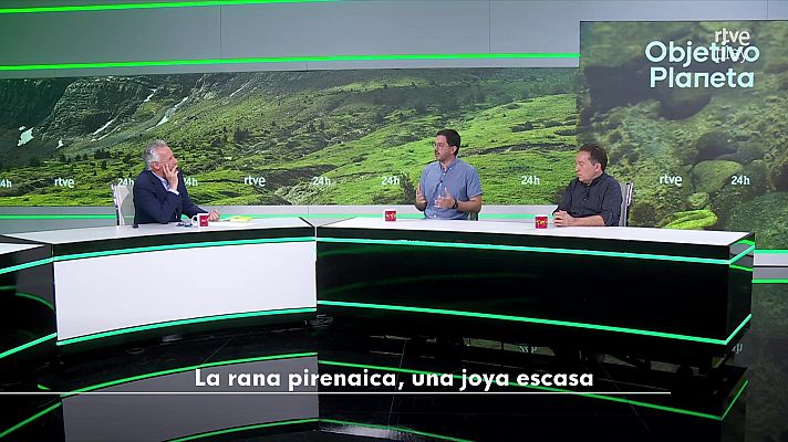 Objetivo Planeta - La rana pirenaica, una joya escasa