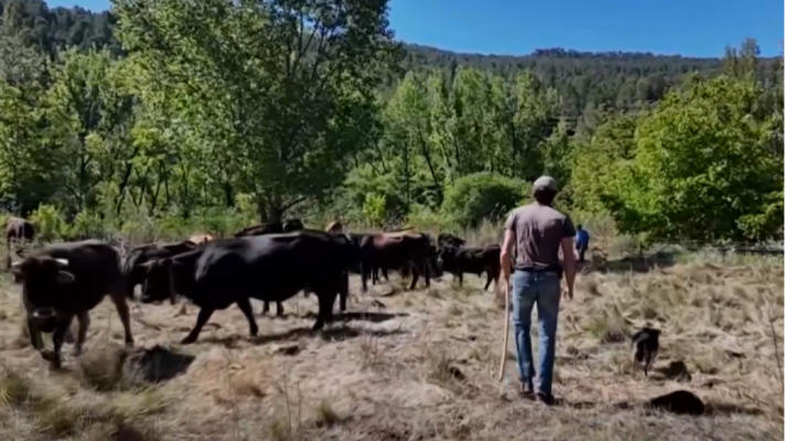 Vacas para limpiar la maleza y prevenir incendios en Olba, Teruel.