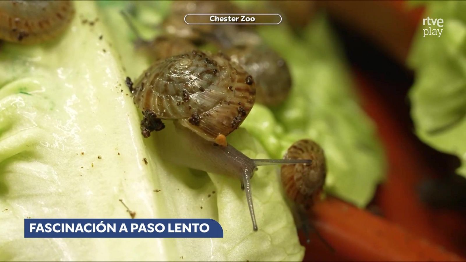 Aquí la Tierra - 24/05/26 - Aquí la Tierra | Ver