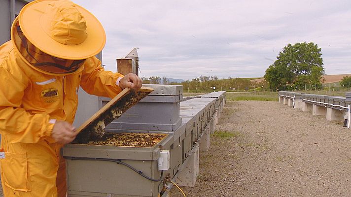 Informativo Telerioja - Criar abejas reina en parque solares en La Rioja