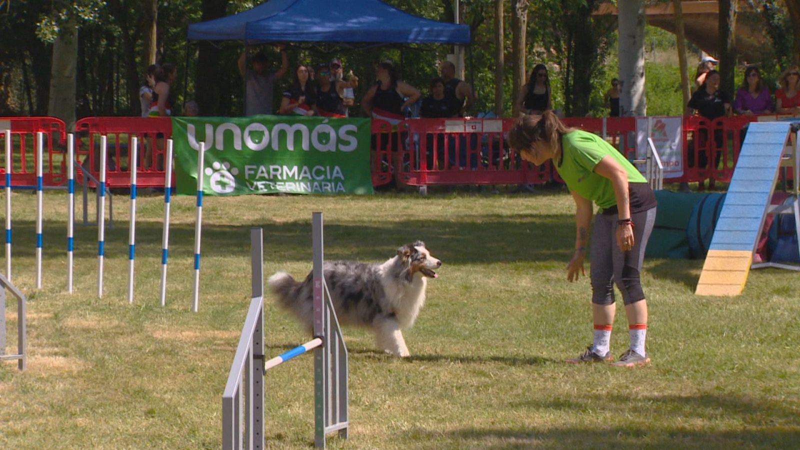 Agility es un deporte con perros que tienen que superar unas pruebas con diferentes obstáculos. Van acompañados de un guía o entrenador.