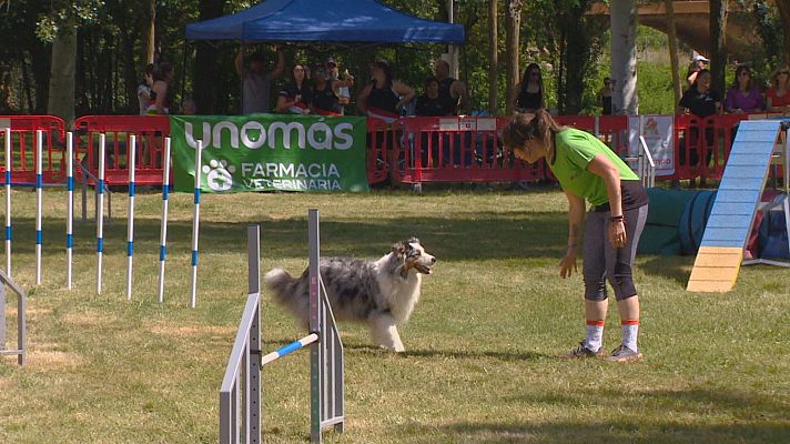 Informativo Telerioja - Agility, un deporte con perros y una pista con diferentes obstáculos