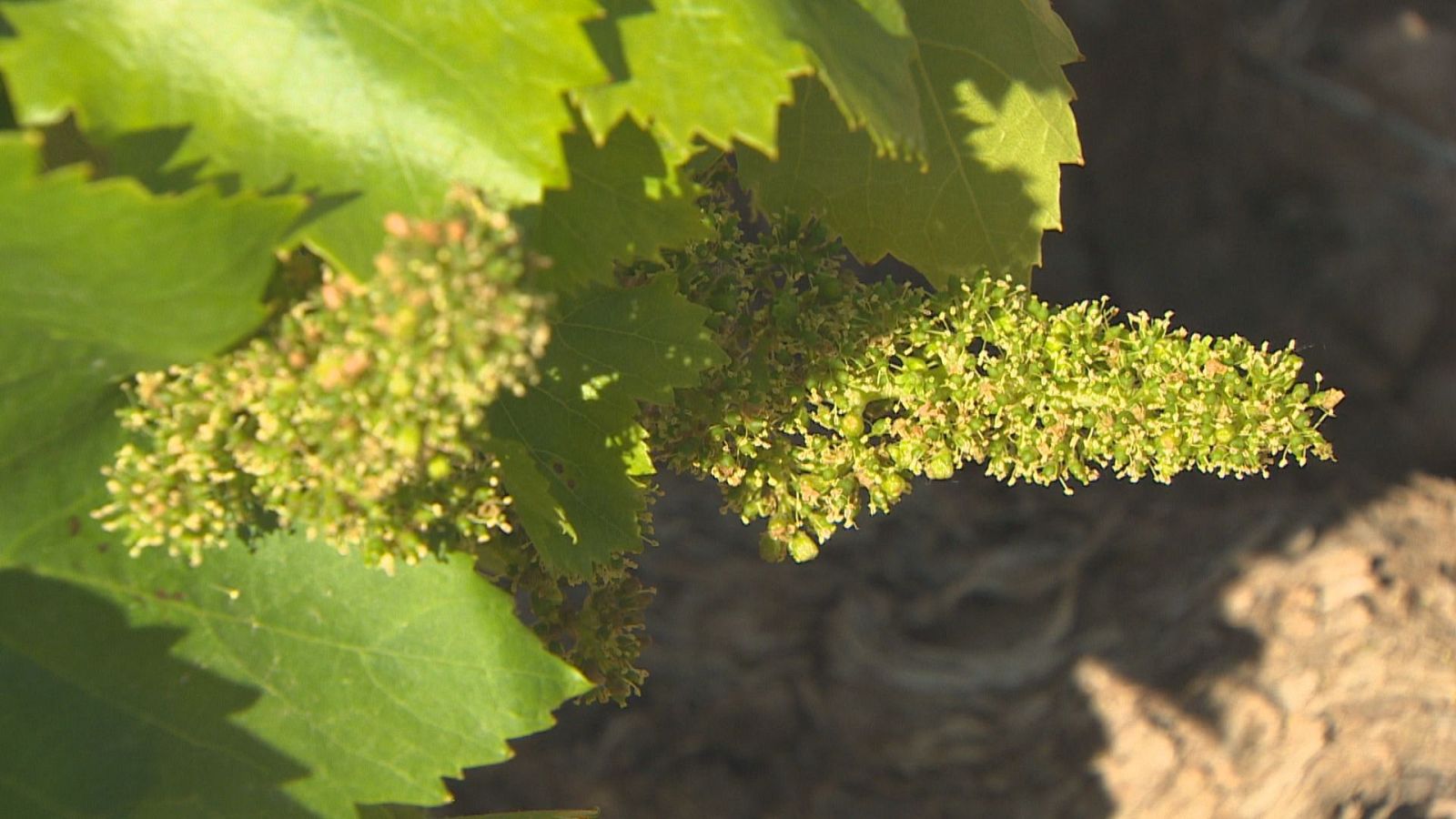 El viñedo florece y el mildiu ya no causará estragos | Ver