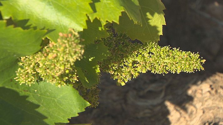 Destino: España - El viñedo empieza a florecer, toca quitar los sarmientos que sobran
