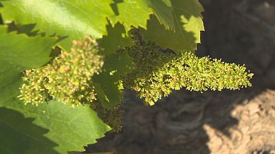 El viñedo florece y el mildiu ya no causará estragos | Ver