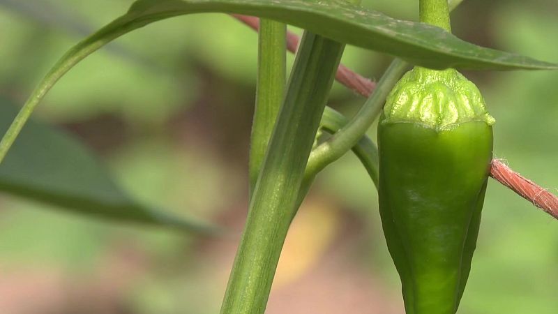 Os pementos de Herbón atrasan a súa chegada. A recollida está prevista nun par de semanas - Telexornal - Galicia | Vexa