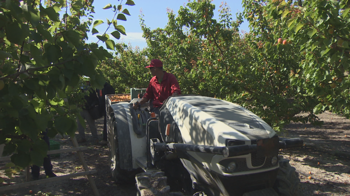 Noticias Aragón - Buena campaña de la fruta en Aragón, aunque peor de lo previsto por las tormentas