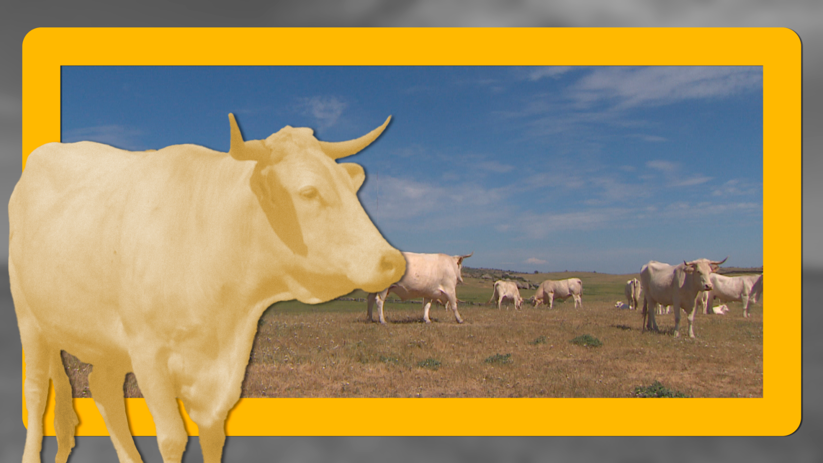 La vaca blanca cacereña - Noticias de Extremadura | Ver