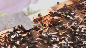 La abeja negra: por qu� es tan importante en Espa�a