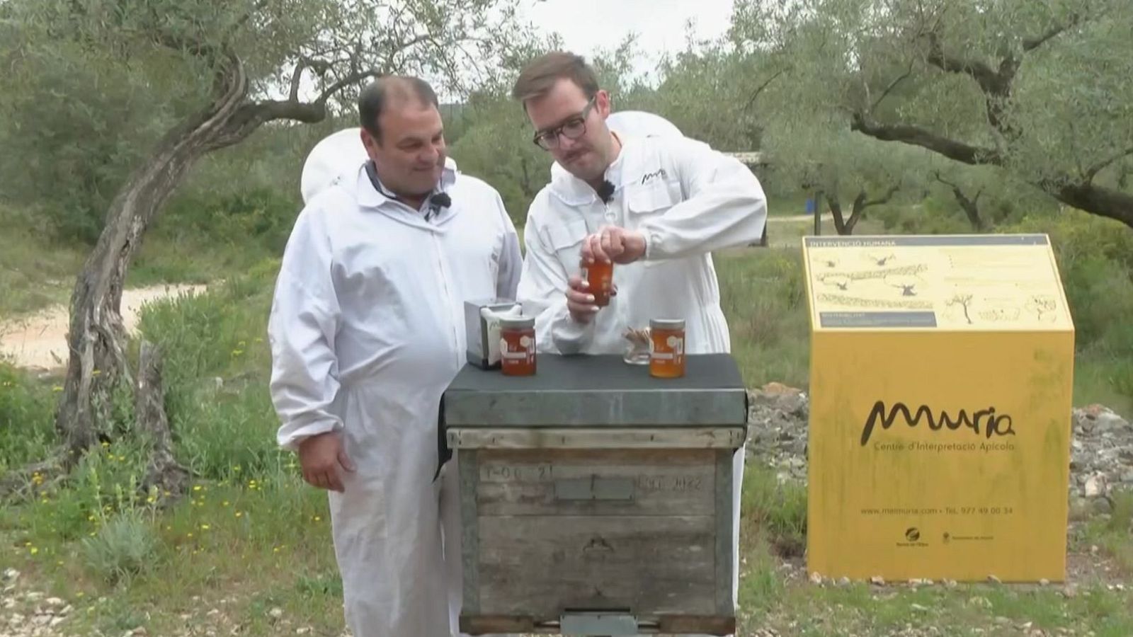 Mel, Gall de Sant Pere i brots - Aquí la Terra - Aquí la Terra | Veure