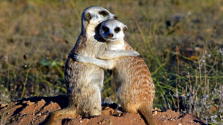 Tierna escena de dos suricatas abrazándose en su hábitat natural. La suricata de la izquierda abraza a la de la derecha, destacando su vínculo social en un paisaje árido y soleado.