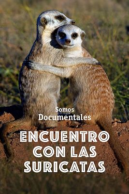 Encuentro con las suricatas