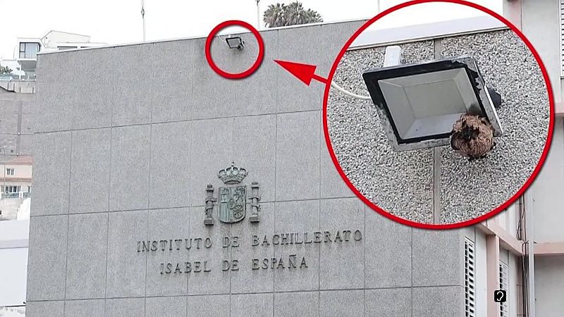 Telecanarias Tarde - 29/05/2026 | Ver