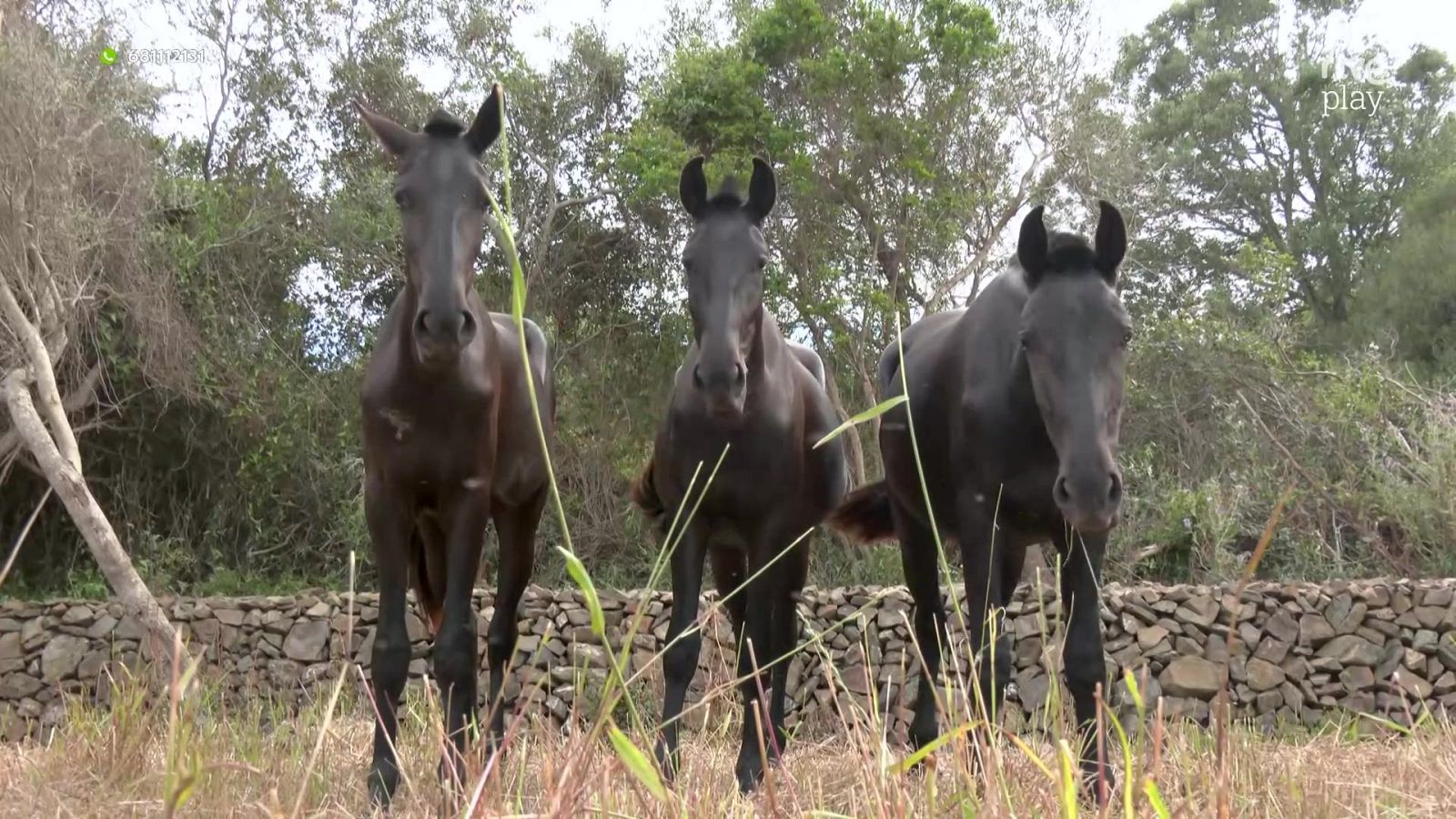Aquí la Tierra - 29/05/26 - Aquí la Tierra | Ver
