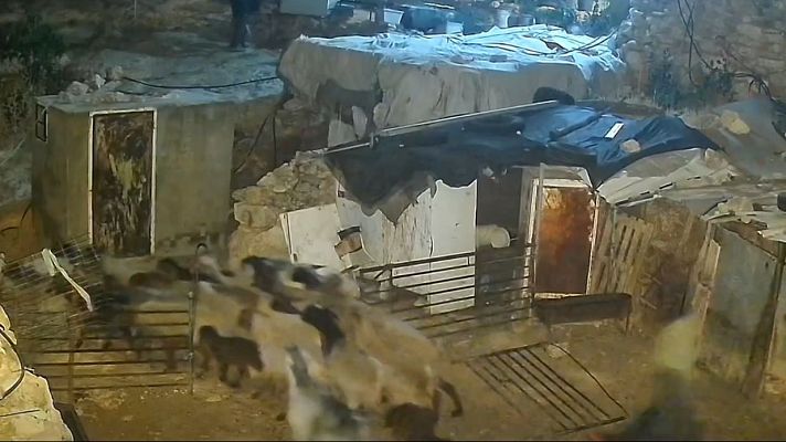 Telediario 2 - Colonos israelíes roban ovejas a una familia en una aldea de Hebrón