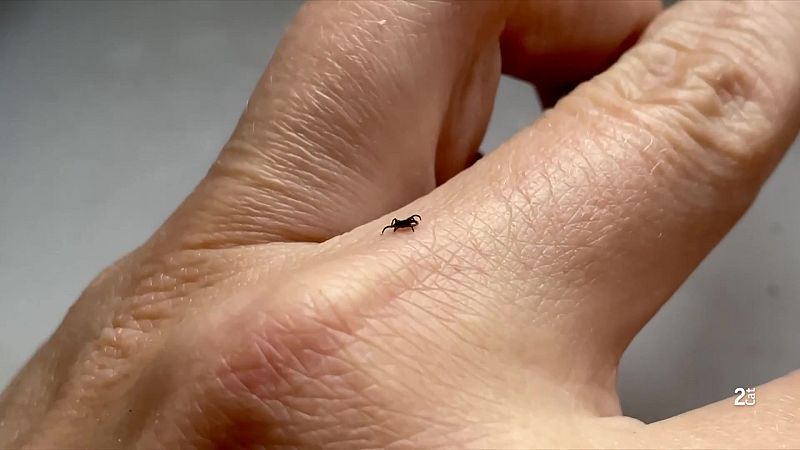 L’alerta de les paparres i la malaltia de Lyme - L'Informatiu | Ver