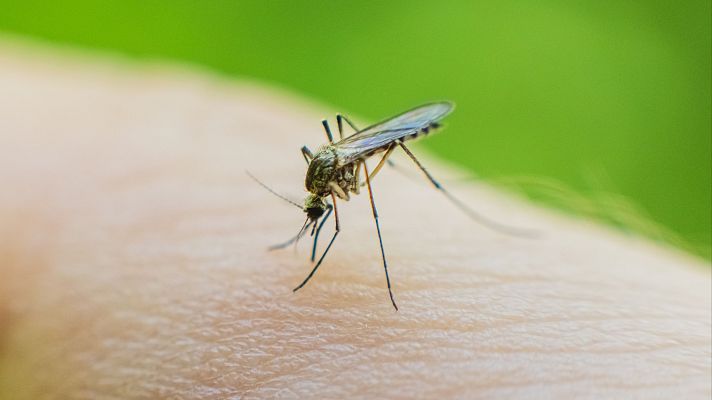 L'Informatiu - Plagues de mosquits abans d'hora per la combinació de pluges i calor