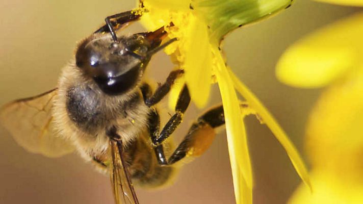 Grandes documentales - Las abejas asesinas de África