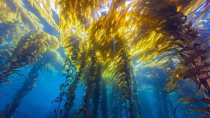 Panorama Regional - 'Bosque Azul Asturias' busca restaurar los fondos marinos