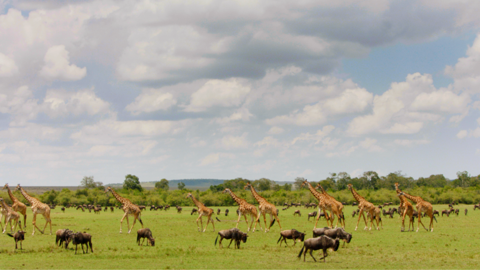 Travesías animales épicas - Episodio 2: Viajes de supervivencia - Travesías animales épicas | Ver