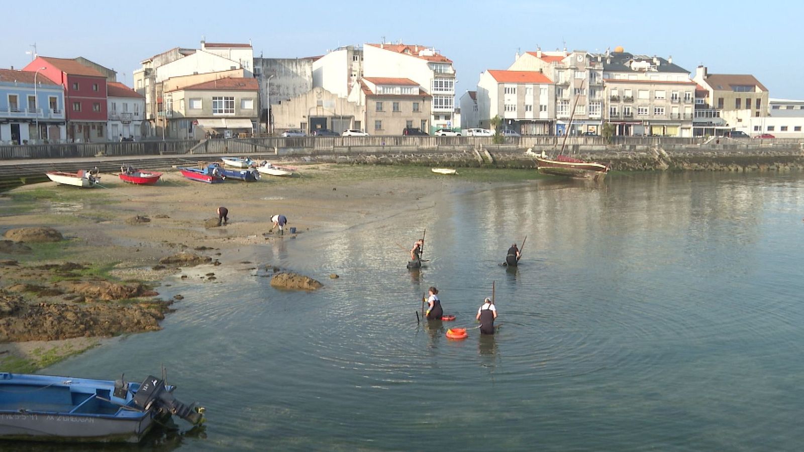 Plan recuperación marisqueo - Telexornal - Galicia | Vexa