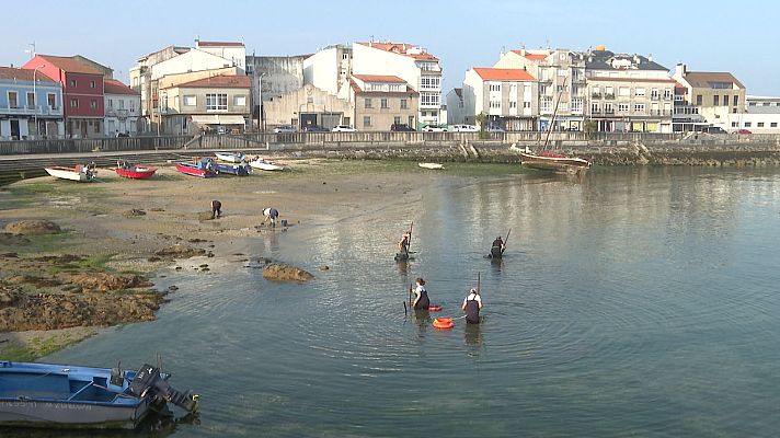Telexornal - Galicia - Crise no marisqueo