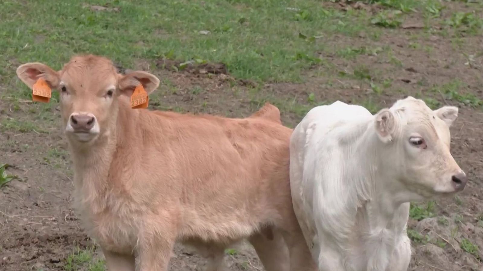 Vaca pallaresa, Patum i grills - Aquí la Terra - Aquí la Terra | Veure