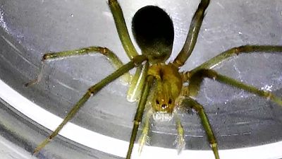 Un hombre casi pierde el brazo por la picadura de una araña violinista