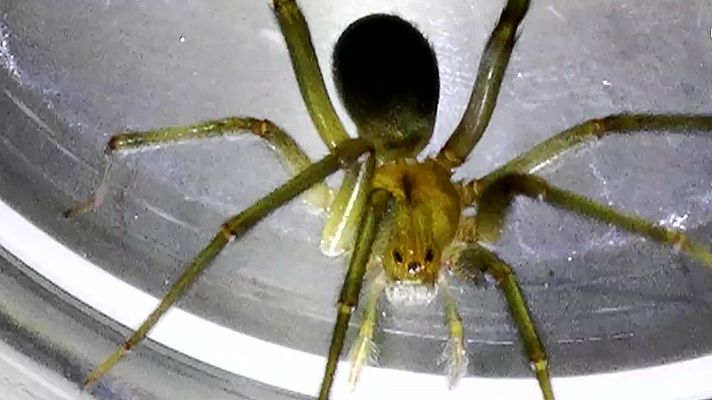 Directo al grano - Un hombre casi pierde el brazo por la picadura de una araña violinista