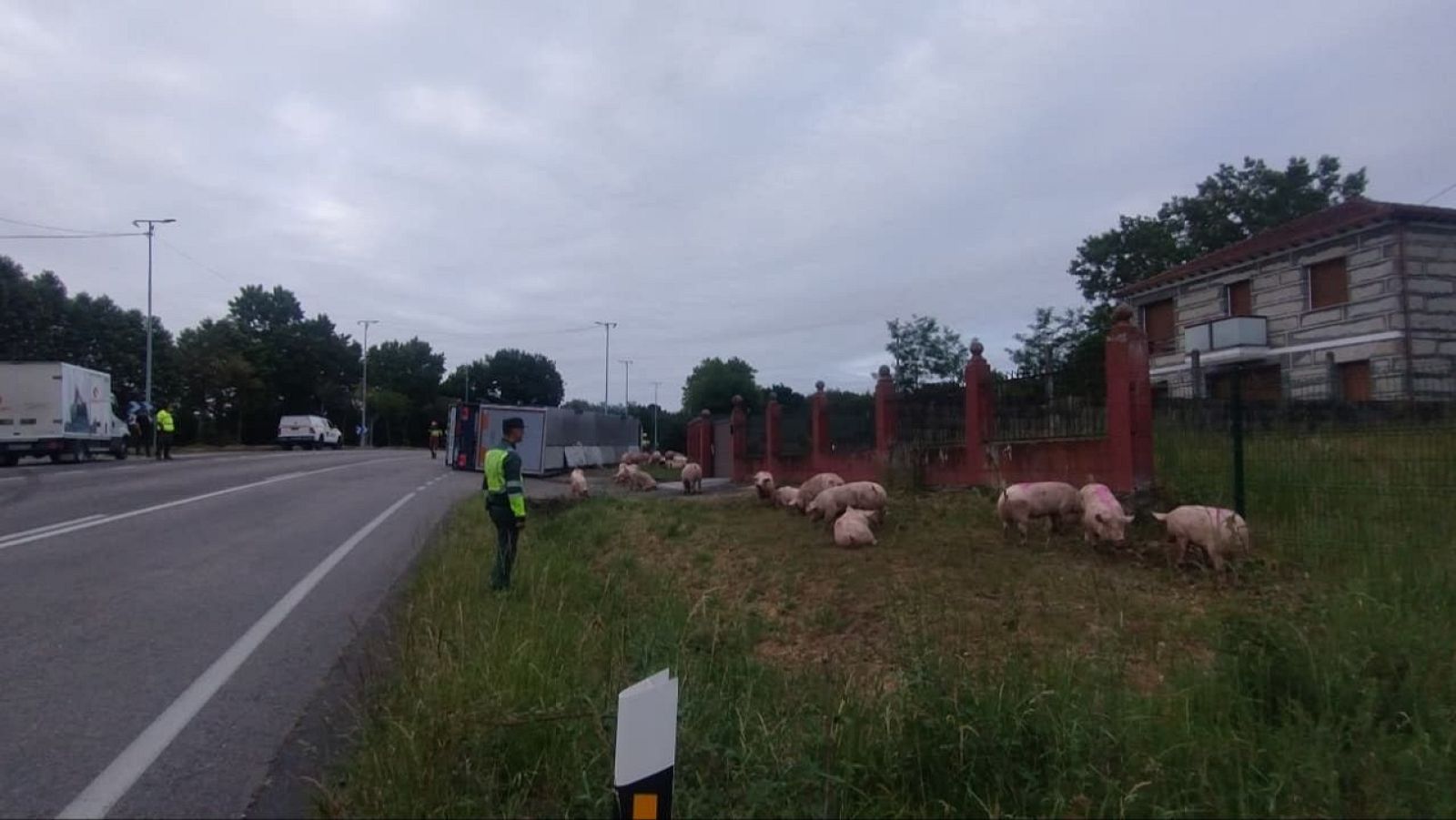 Un accidente de camión en Sandiás deixa porcos na estrada - Telexornal - Galicia | Vexa